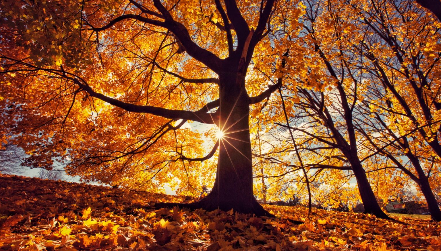 Autumn Poems - Inspired by Feelings & Falling Leaves • 1 Love Poems