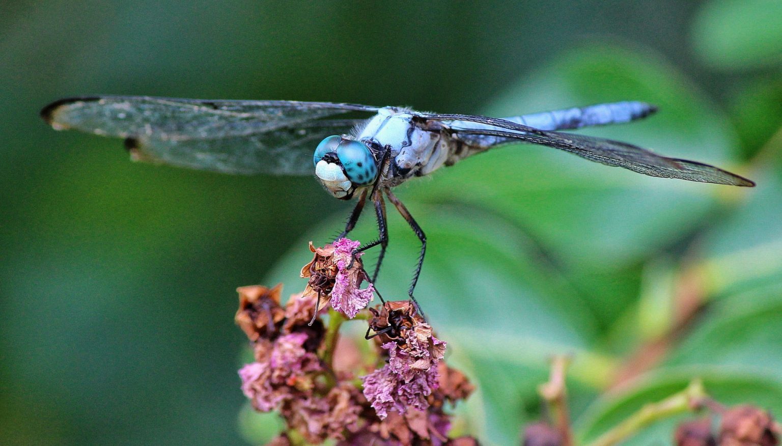 Dragonflies Poems | Poetry Using Dragonfly Symbolism