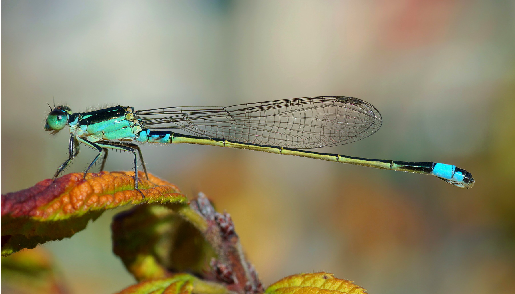 Dragonfly Poems | Innovative Dragonfly Symbolism In Poems