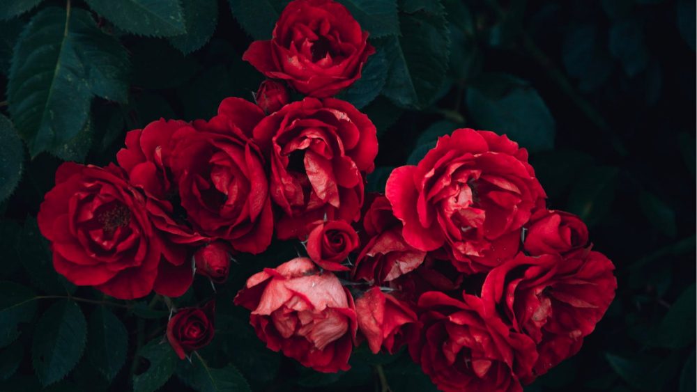Beautiful Poems About Roses | Romantic Love Poetry
