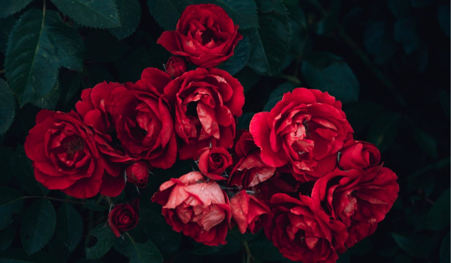 Beautiful Poems About Roses | Romantic Love Poetry