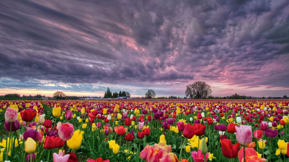 Tulips (Poem) • 1 Love Poems